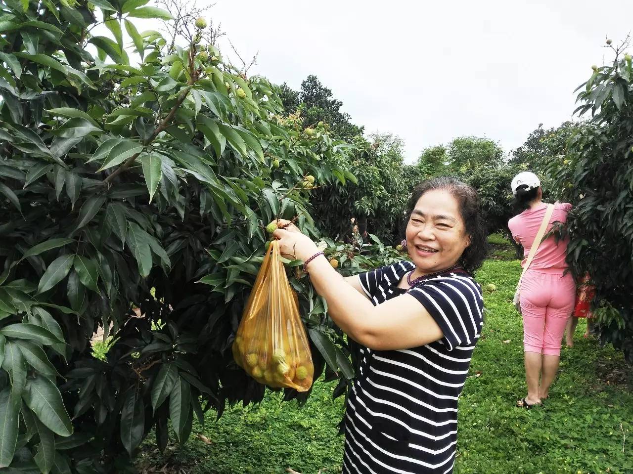 红树湾第一届芒果荔枝采摘节欢乐开启